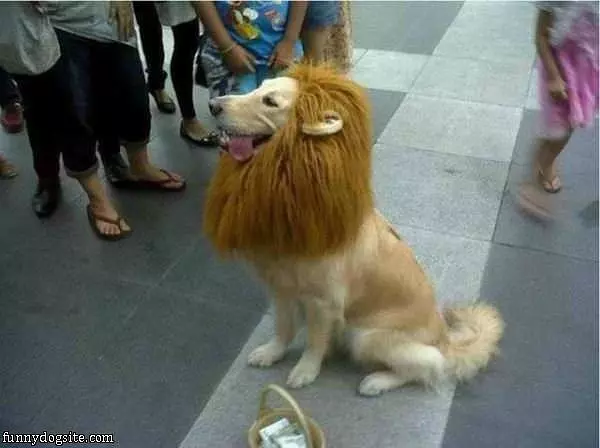 I Are A Lion