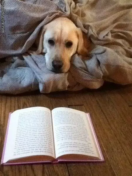Doing Some Comfy Reading