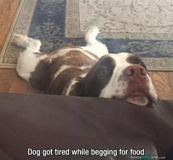 Begging Is Hard Work