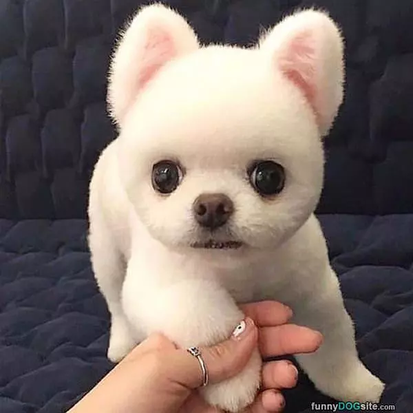 I Am A Fuzzy Pup