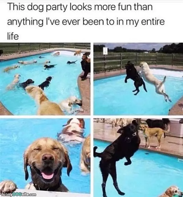 This Dog Party
