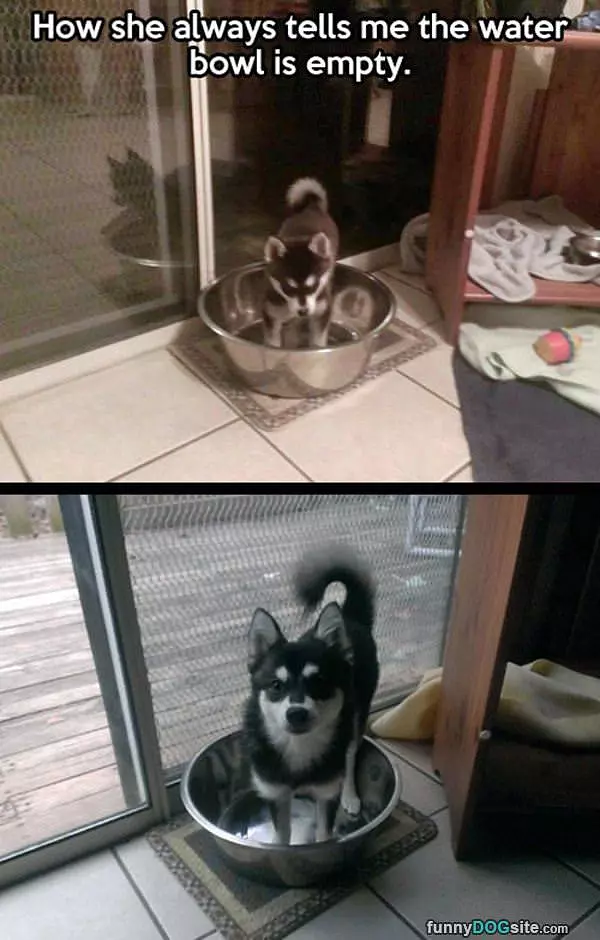 Water Bowl Is Empty