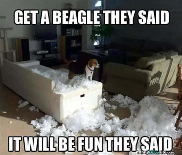 Get A Beagle They Said