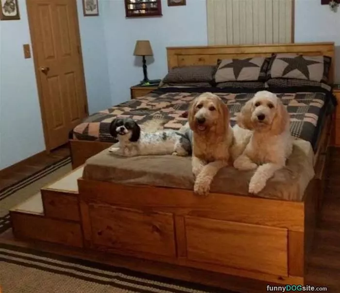 We Got This Fancy Bed