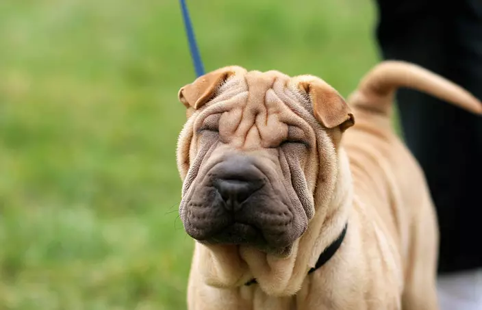 funny Chinese Shar-Pei