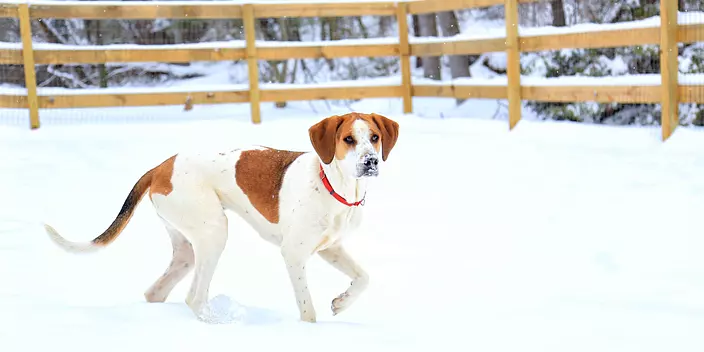 American Foxhound in the snow