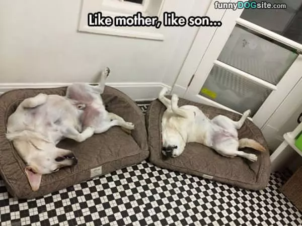 Like Mother Like Son