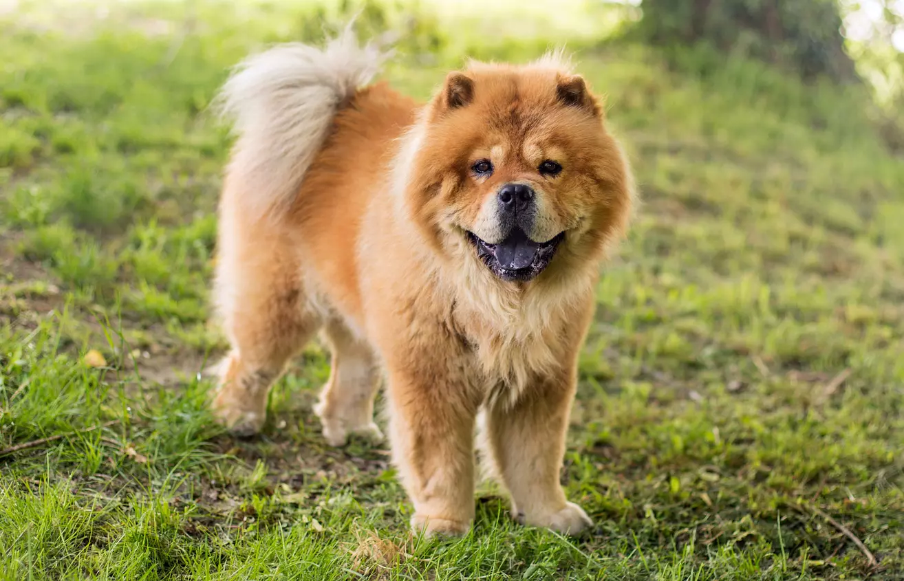 Baby Chow Chow