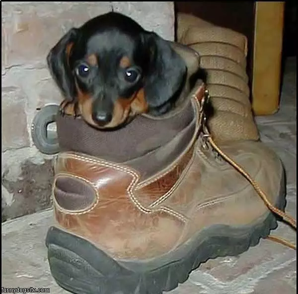 Boot Dog