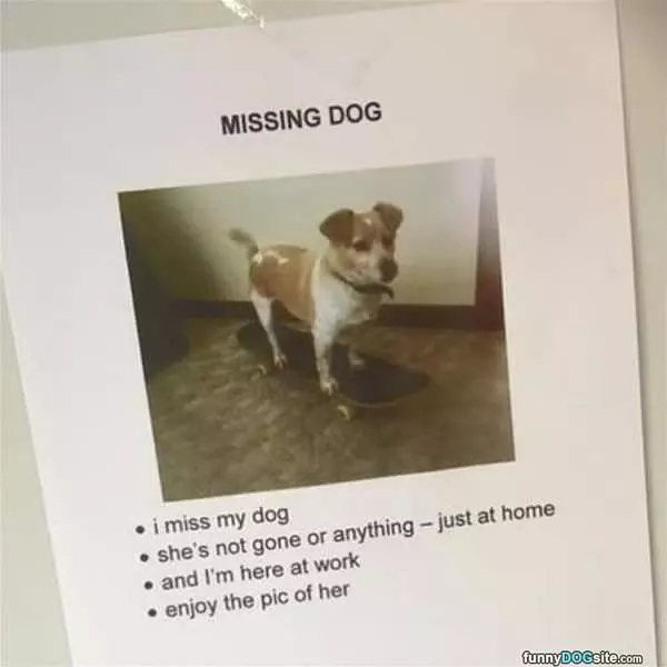Missing Dog