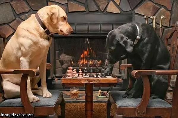 Dogs Playing Chess