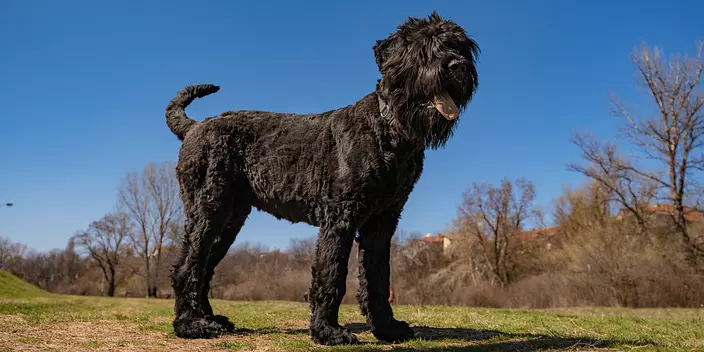 Black Russian Terrier body