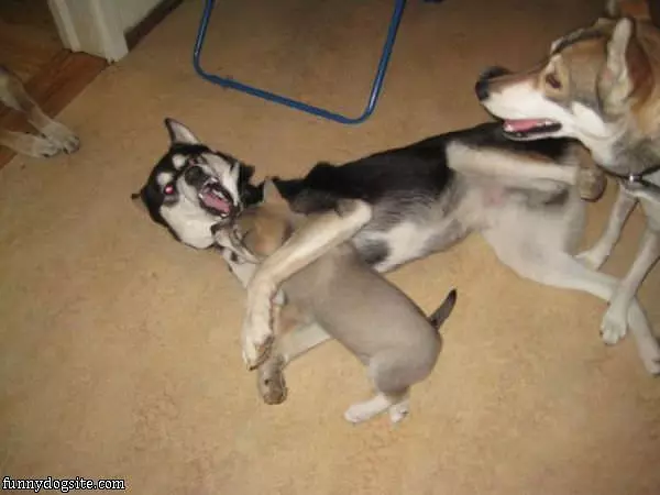 Hilarious Dogs Playing