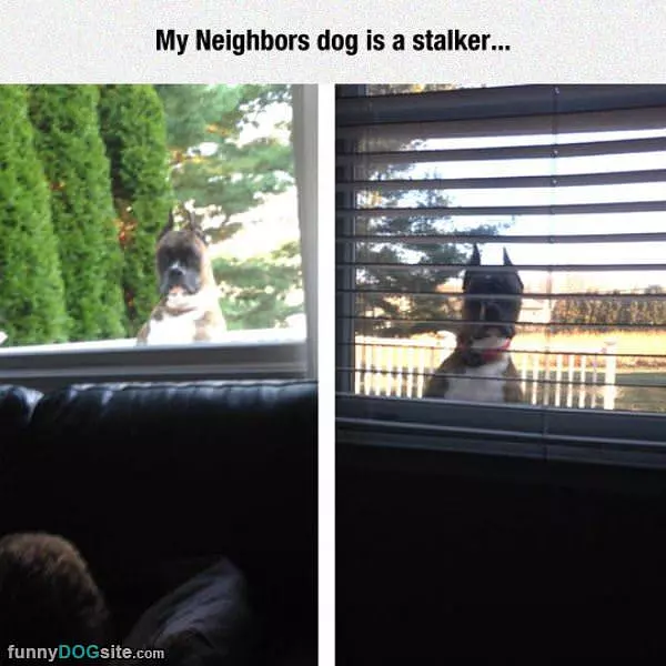The Neighbors Dog