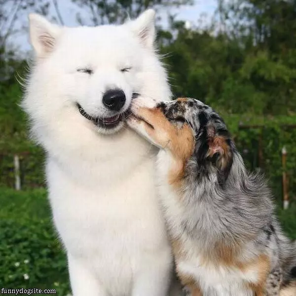 Heh The Dog Kiss