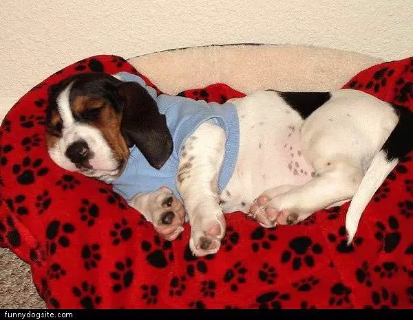 Passed Out Hound