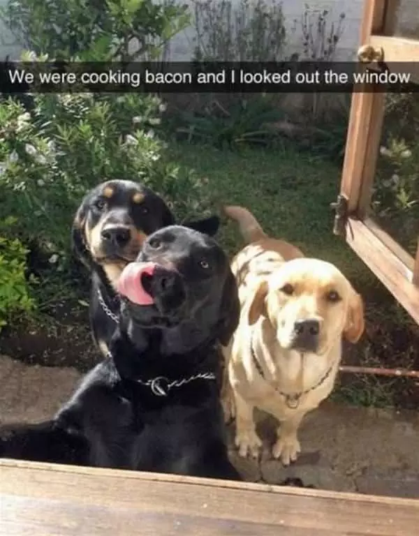 We Want Bacon Too