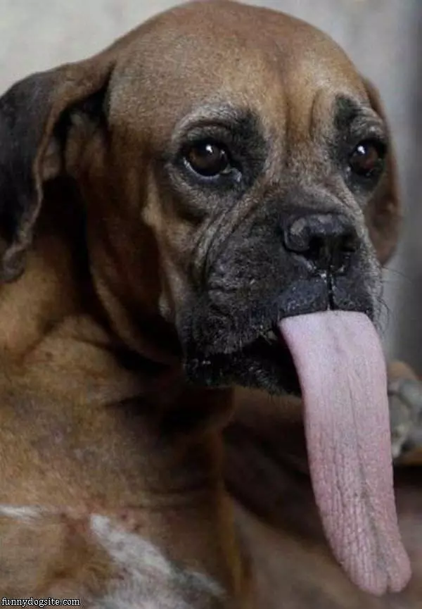 Quite A Tongue