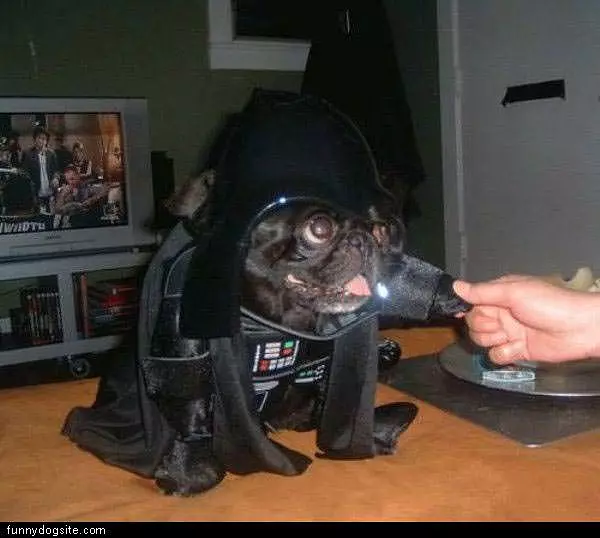 Vader Pug