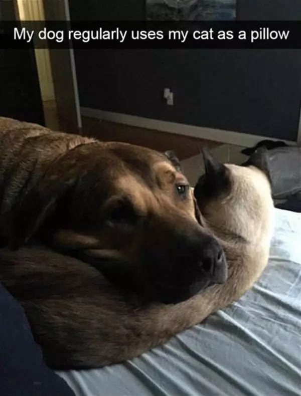 This Is The Perfect Pillow