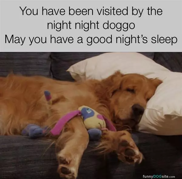 Good Night Doggo