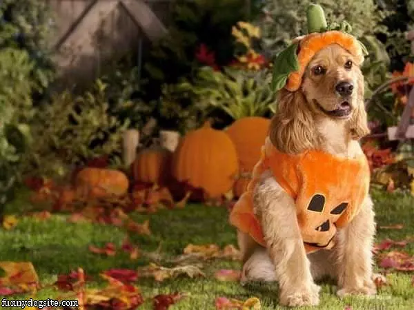 The Pumpkin Dog