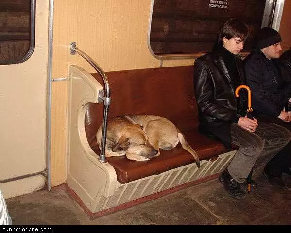 Dog Sleeping On Subway