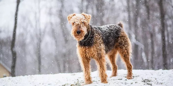 Airedale terrier in the snow