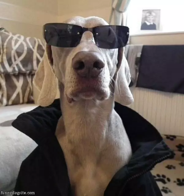 The Cool Dog
