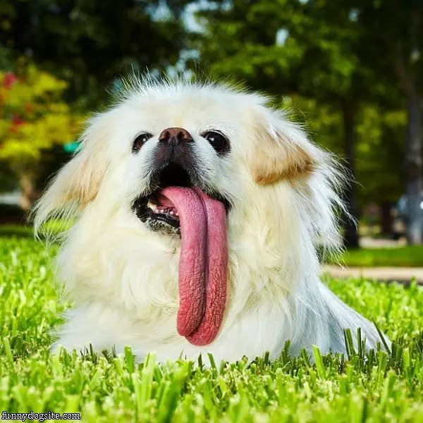 Nice Long Tongue