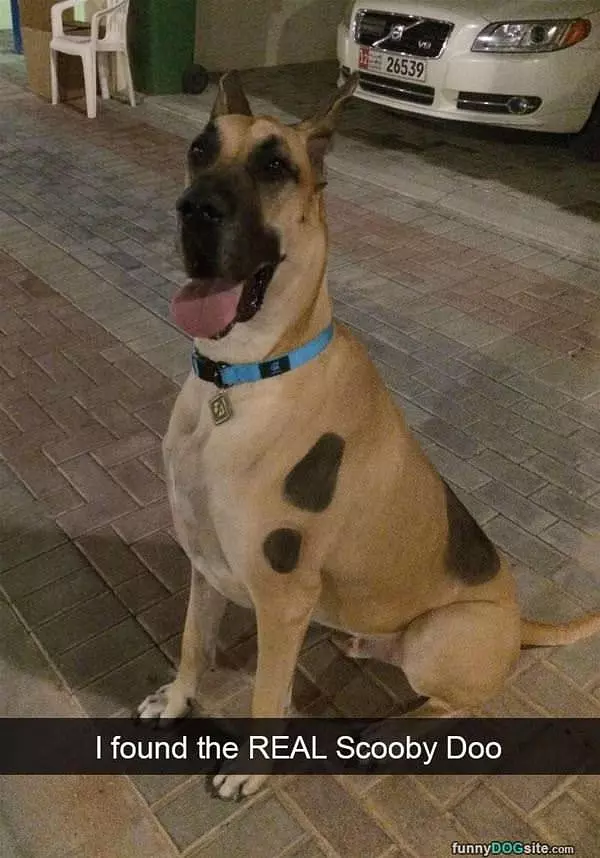 The Real Scooby Doo