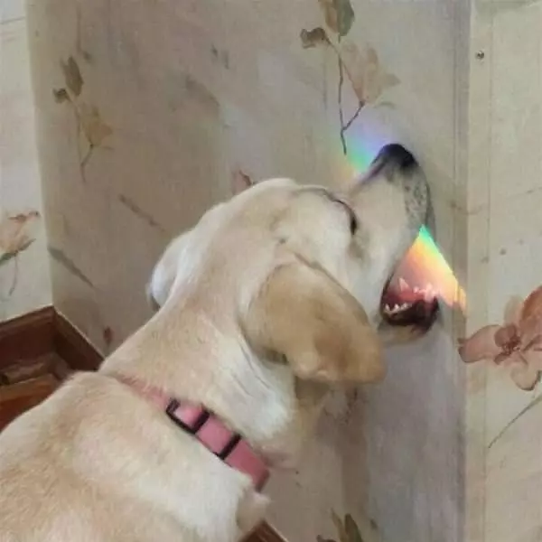 Eating Rainbows