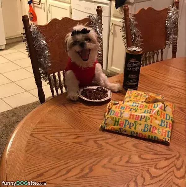 Happy Birthday To Dog