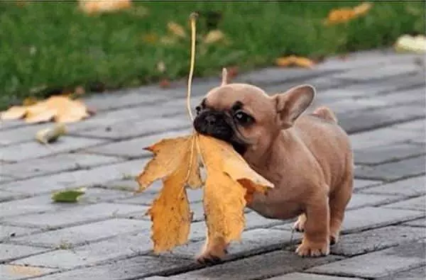 Fetching The Leaf
