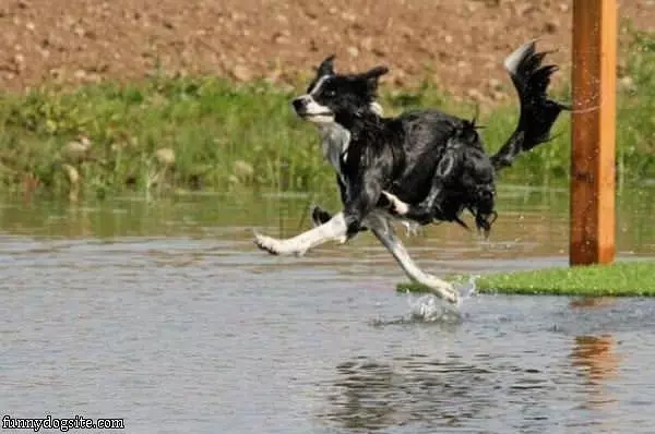 The Jumping Dog