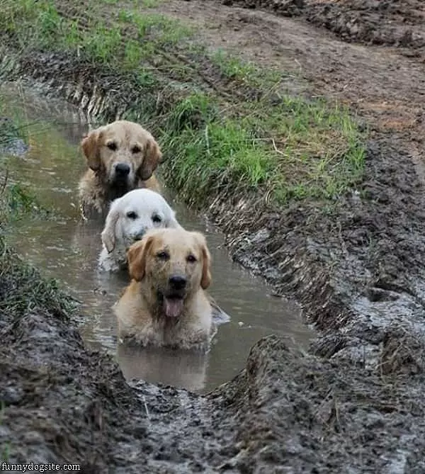 The Mud Dogs