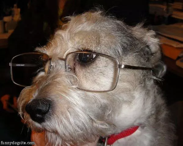 Smart Looking Dog