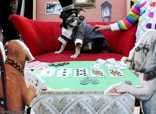 Skilled Poker Dog
