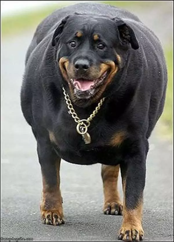 Hugest Dog Ever