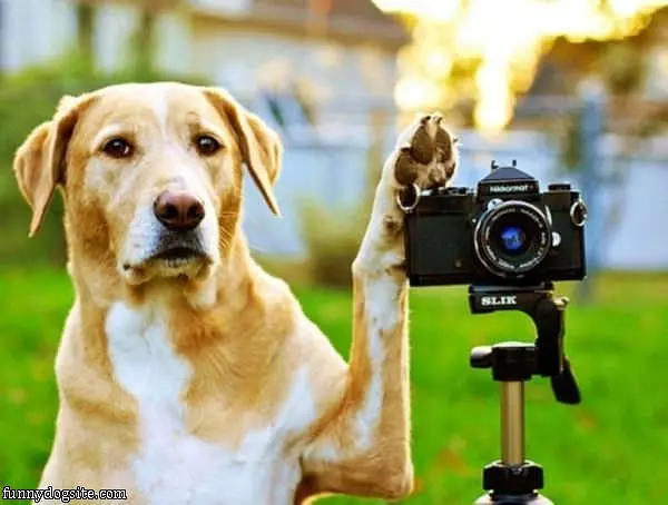 Photographer Dog