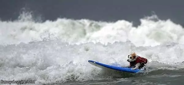 Little Surfer Dog
