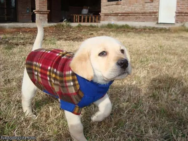Puppy Sweater