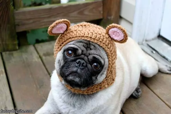 Pug Hat