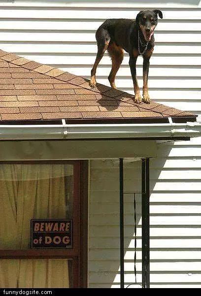 Beware The Dog