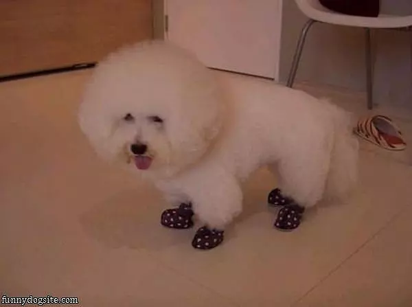 My Doggy Shoes