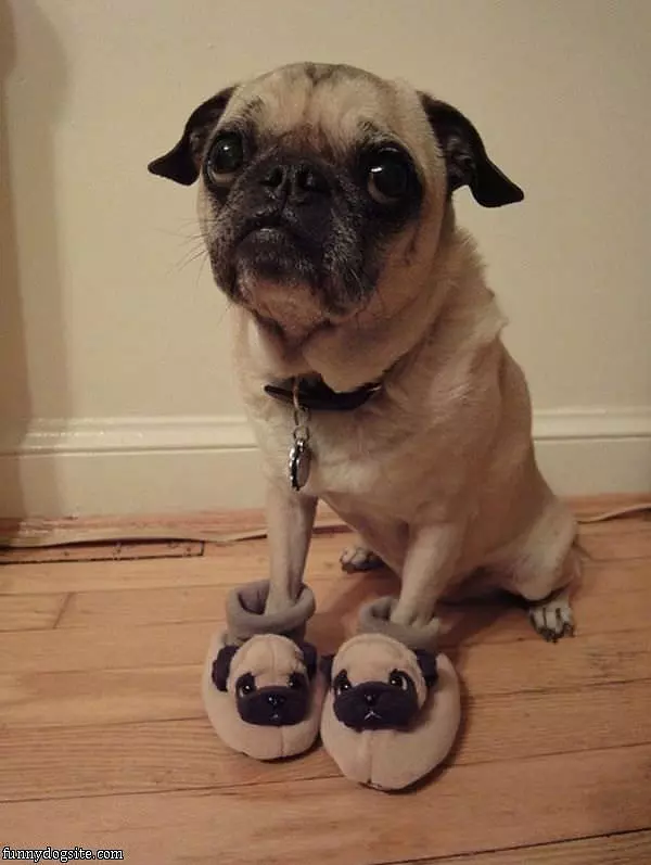 Pug And Pug Shoes