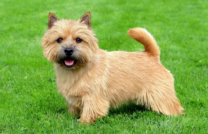 Norwich Terrier cute