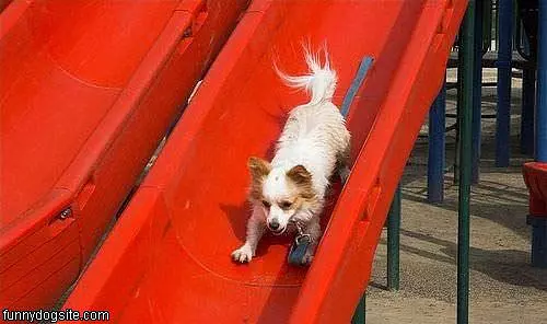 Dog On The Slide