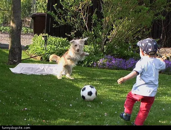Soccer Playing Dog