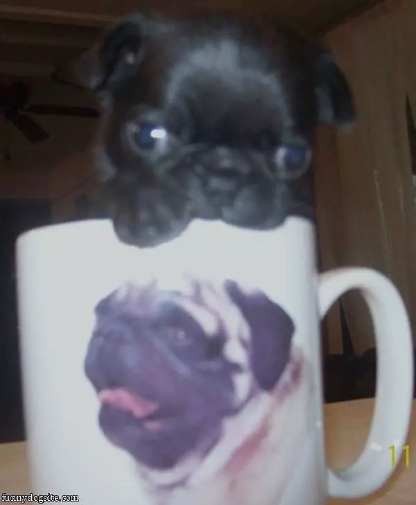 I Has A Mug